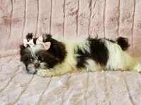 Cookie, a female Shih Tzu for sale in Brashear, TX – Photo 3 of 3