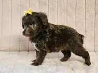 Puddles, a female Schnoodle for sale in Brashear, TX – 1 of 2