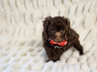 Hershey, a male Schnoodle for sale in Brashear, TX – 1 of 2