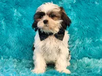 Mochi, a male Shih Tzu for sale in Brashear, TX – 3 of 3