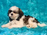 Mochi, a male Shih Tzu for sale in Brashear, TX – 2 of 3
