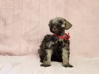 Chelsea, a female Miniature Schnauzer for sale in Brashear, TX – 2 of 3