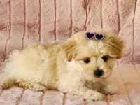 Cookie, a female Maltipoo for sale in Brashear, TX – Photo 2 of 2