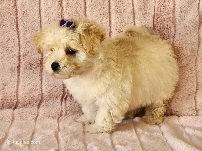 Cookie – Maltipoo puppy for sale in Brashear, TX