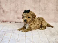 Peaches Pending, a female Maltipoo for sale in Brashear, TX – 2 of 2