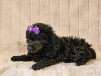 Duchess, a female Poodle - Toy  for sale in Brashear, TX – 2 of 2