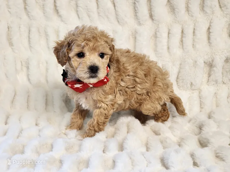 Rusty – Maltipoo puppy for sale in Brashear, TX