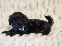 Shadow, a male Shihpoo for sale in Brashear, TX – 2 of 2