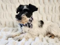 Jingles, a male Miniature Schnauzer for sale in Brashear, TX – 2 of 3