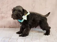 Truffles, a female Miniature Schnauzer for sale in Brashear, TX – Photo 1 of 2