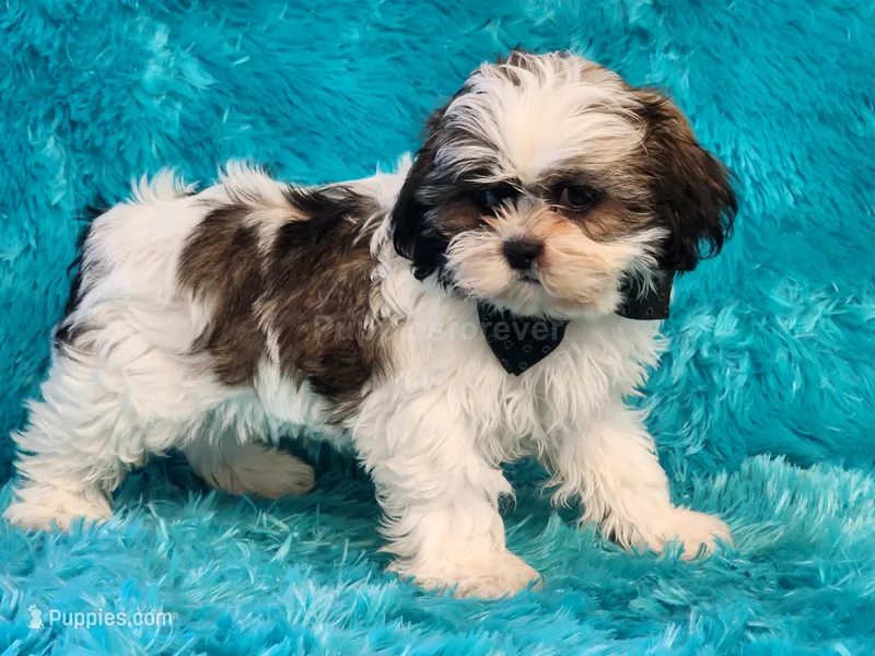 Mochi – Shih Tzu puppy for sale in Brashear, TX