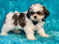 Mochi, a male Shih Tzu for sale in Brashear, TX – 1 of 3