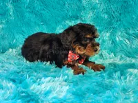 Rusty, a male Yorkipoo for sale in Brashear, TX – 2 of 2