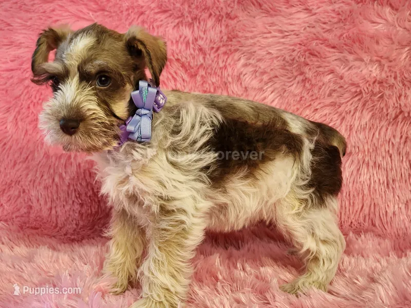 Cookie – Miniature Schnauzer puppy for sale in Brashear, TX