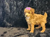 Ruby, a female Poodle - Toy  for sale in Brashear, TX – 2 of 2