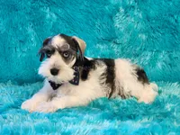 Sailor, a male Miniature Schnauzer for sale in Brashear, TX – 2 of 2