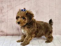 Ginger, a female Yorkipoo for sale in Brashear, TX – Photo 2 of 2