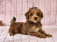 Ginger, a female Yorkipoo for sale in Brashear, TX – Photo 1 of 2