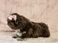 Coco, a female Shih Tzu for sale in Brashear, TX – 2 of 3
