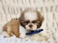 Nicholas, a male Shih Tzu for sale in Brashear, TX – Photo 2 of 2