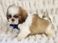 Nicholas, a male Shih Tzu for sale in Brashear, TX – Photo 1 of 2