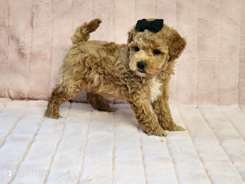 Peaches Pending – Maltipoo puppy for sale in Brashear, TX