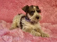 Cookie, a female Miniature Schnauzer for sale in Brashear, TX – 2 of 2