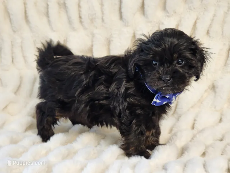 Shadow – Shihpoo puppy for sale in Brashear, TX