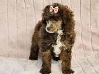 Star, a female Poodle - Toy  for sale in Brashear, TX – 2 of 2