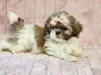 Jasmine, a female Shih Tzu for sale in Brashear, TX – 2 of 2