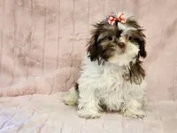 Penny, a female Shih Tzu for sale in Brashear, TX – 3 of 3