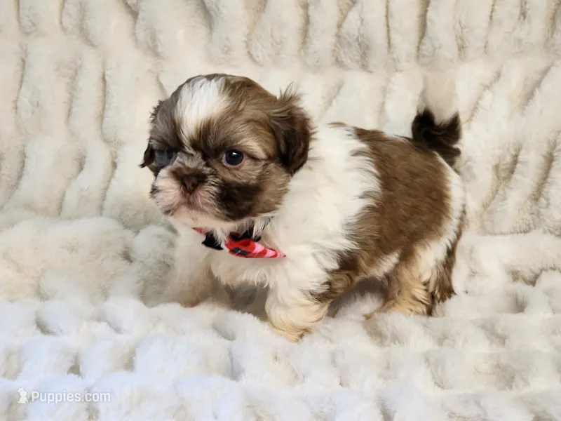 Teddy – Shih Tzu puppy for sale in Brashear, TX