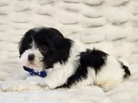 Oreo, a male Maltipoo for sale in Brashear, TX – Photo 2 of 2