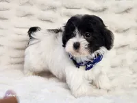 Oreo, a male Maltipoo for sale in Brashear, TX – Photo 1 of 2