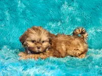 Teddy, a male Shih Tzu for sale in Brashear, TX – 2 of 2