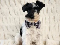 Jingles, a male Miniature Schnauzer for sale in Brashear, TX – 3 of 3