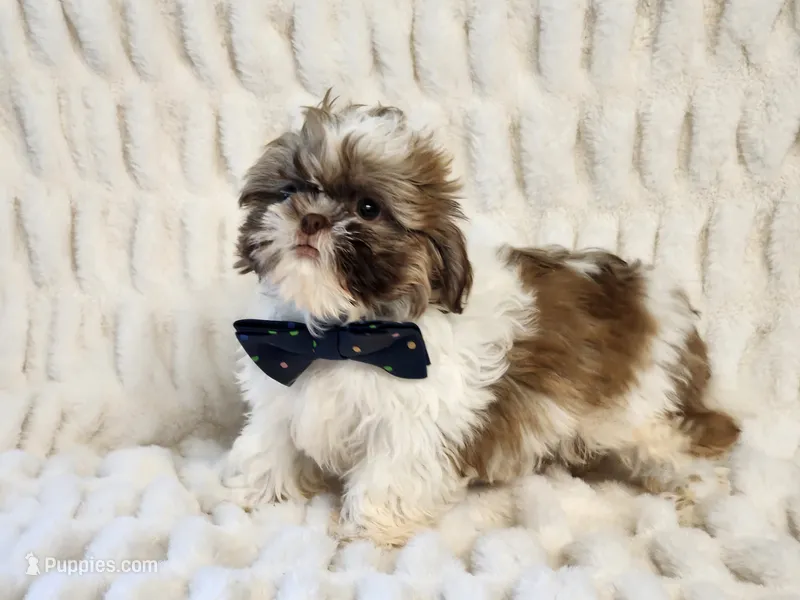 Teddy – Shih Tzu puppy for sale in Brashear, TX