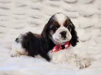 Dusty, a male Cocker Spaniel for sale in Brashear, TX – Photo 2 of 2