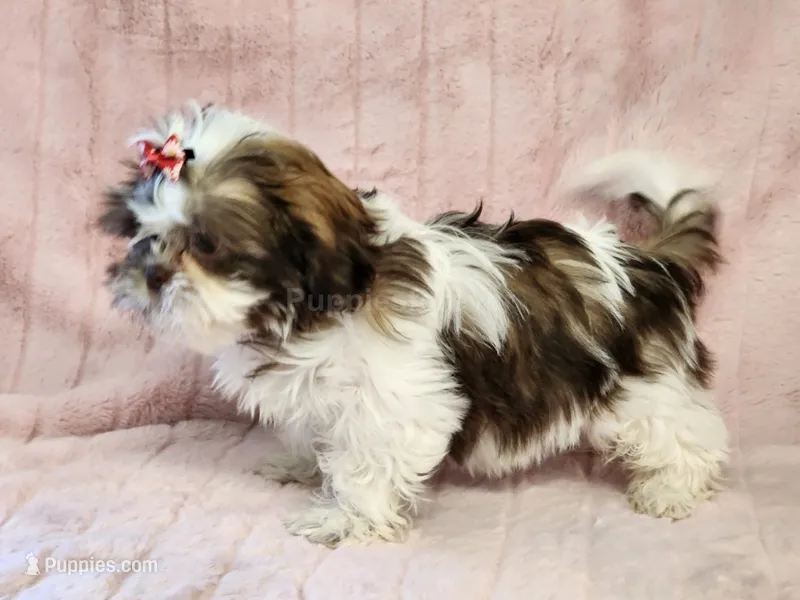 Penny – Shih Tzu puppy for sale in Brashear, TX