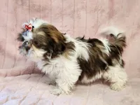 Penny, a female Shih Tzu for sale in Brashear, TX – 1 of 3