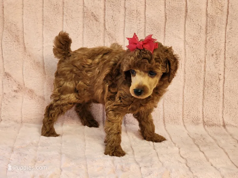 Pepper – Poodle - Toy  puppy for sale in Brashear, TX