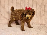 Pepper, a female Poodle - Toy  for sale in Brashear, TX – 1 of 2