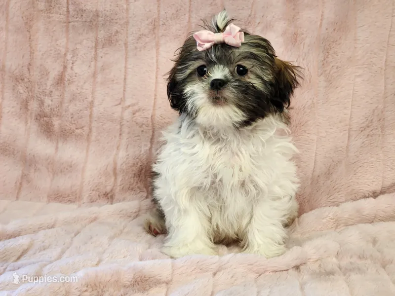 Winnie – Shih Tzu puppy for sale in Brashear, TX