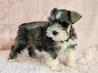 Lexus, a female Miniature Schnauzer for sale in Brashear, TX – Photo 1 of 2
