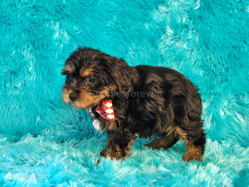 Rusty – Yorkipoo puppy for sale in Brashear, TX
