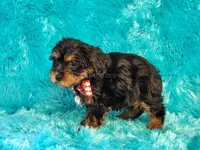 Rusty, a male Yorkipoo for sale in Brashear, TX – 1 of 2
