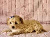 Pebbles, a female Maltipoo for sale in Brashear, TX – Photo 2 of 2