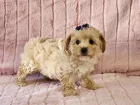 Pebbles, a female Maltipoo for sale in Brashear, TX – Photo 1 of 2