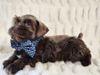 Sailor, a male Miniature Schnauzer for sale in Brashear, TX – 2 of 2
