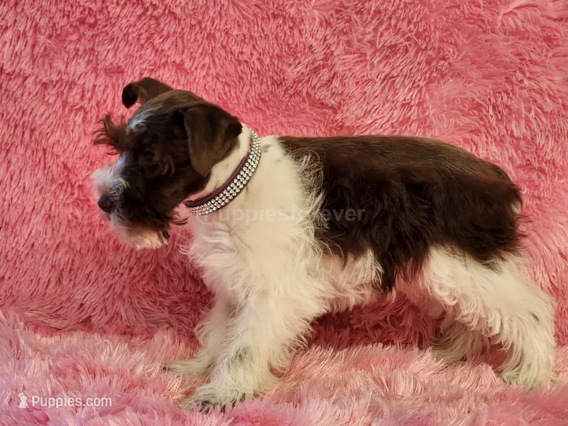 Josie – Miniature Schnauzer puppy for sale in Brashear, TX